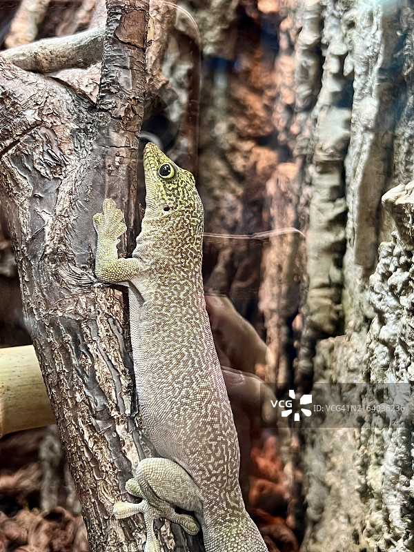站立日间壁虎（Phelsuma standingi）的特写侧视图图片素材
