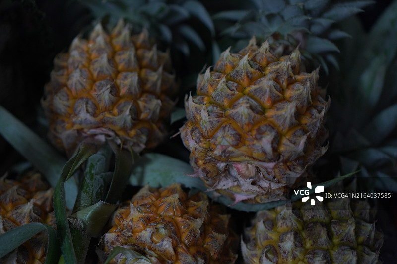 菠萝水果图片素材