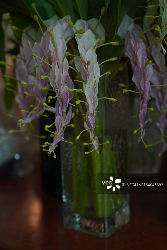 跳舞的女士或跳舞的姜荷花白色花朵图片素材