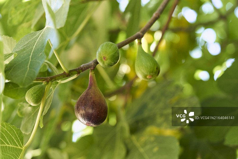 绿叶和果实的无花果树枝的低角度视图，天空为背景图片素材
