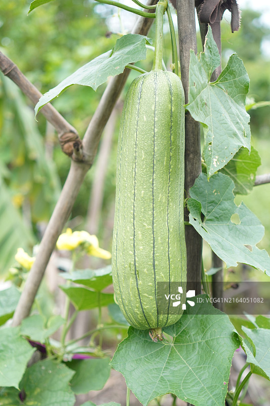 丝瓜：葫芦科绿色蔬菜图片素材