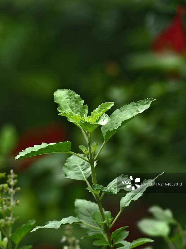 圣罗勒植物（九层塔），印度草药图片素材