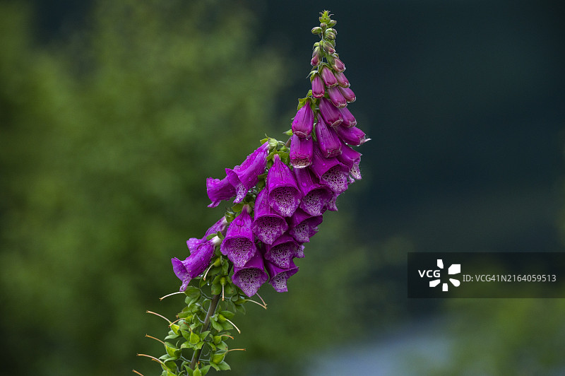 苏格兰野花毛地黄图片素材