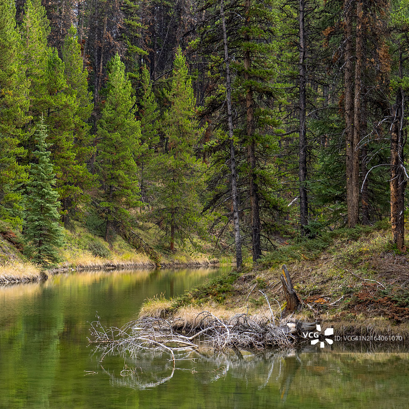贾斯珀国家公园穆斯湖森林风光图片素材