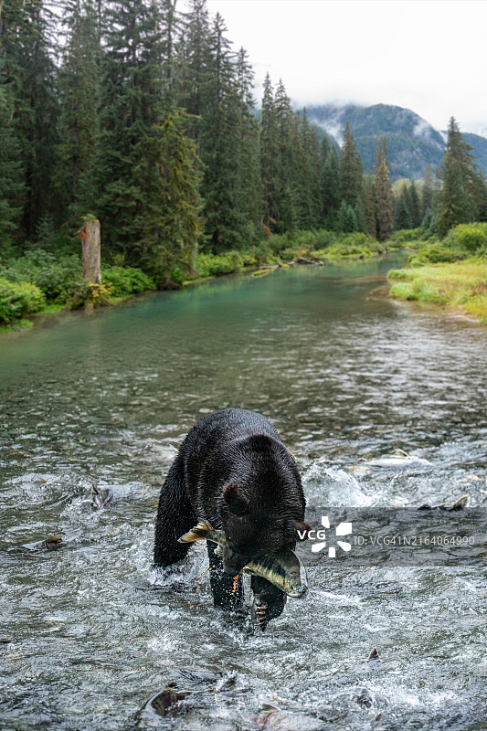 黑熊在鱼溪的河里捕捞野生阿拉斯加鲑鱼图片素材