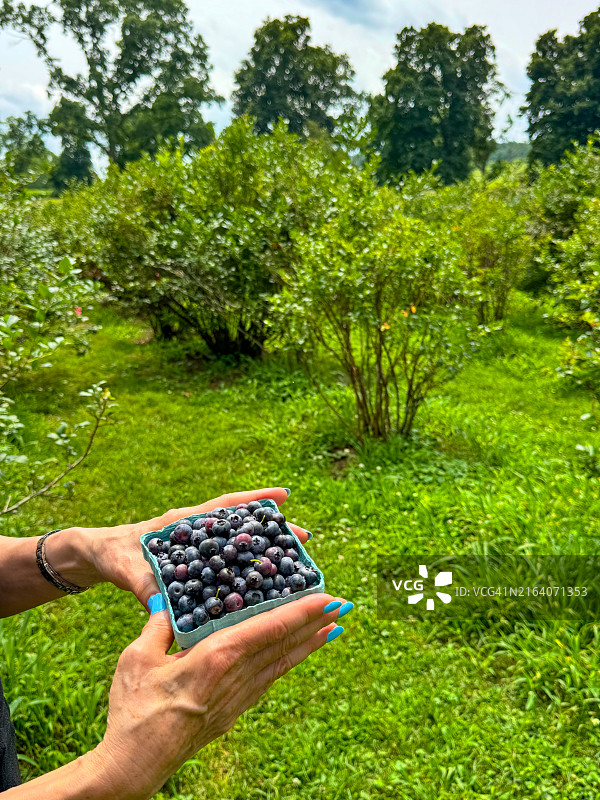 在希尔斯代尔手捧蓝莓的女人图片素材