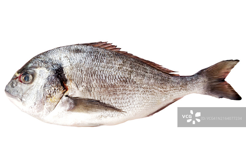 白色背景上的金头鲷（Sparus Aurata）图片素材
