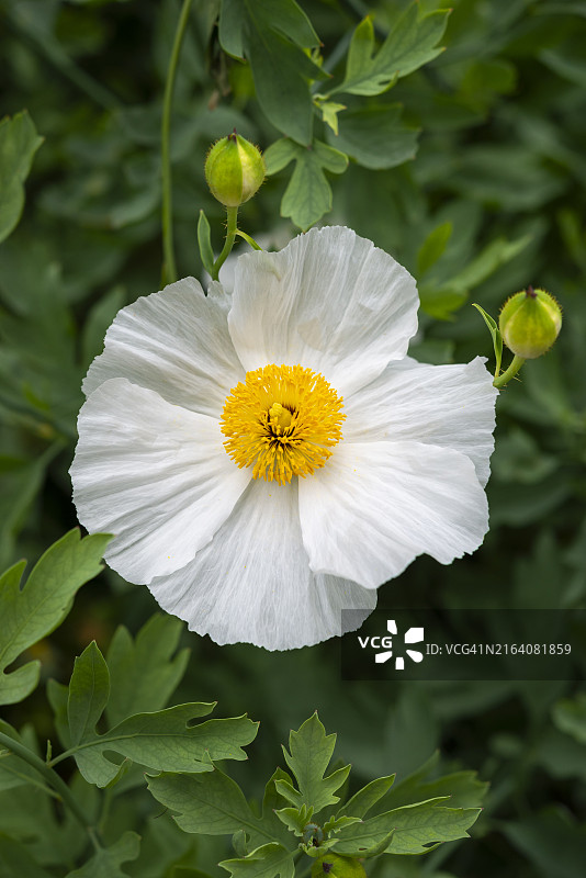 夏季盛开的科尔特罗姆尼花图片素材