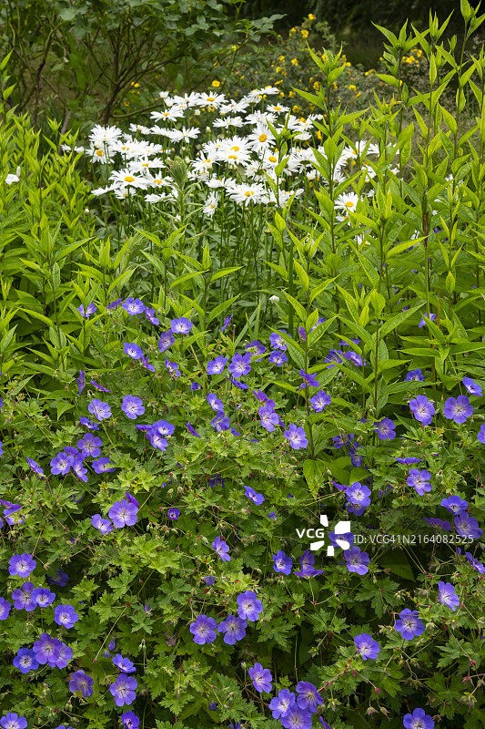 天竺葵‘罗赞妮’在夏季草本花坛中图片素材