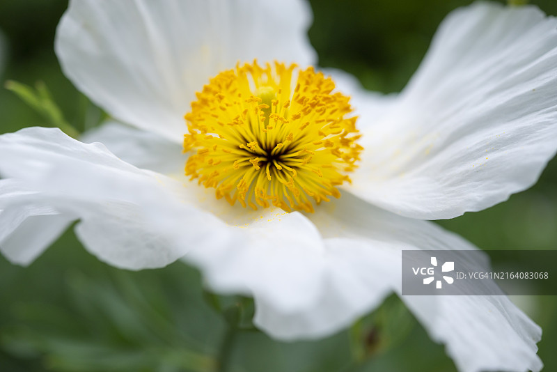 夏季盛开的科尔特罗姆尼花图片素材