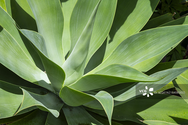 狐尾龙舌兰图片素材