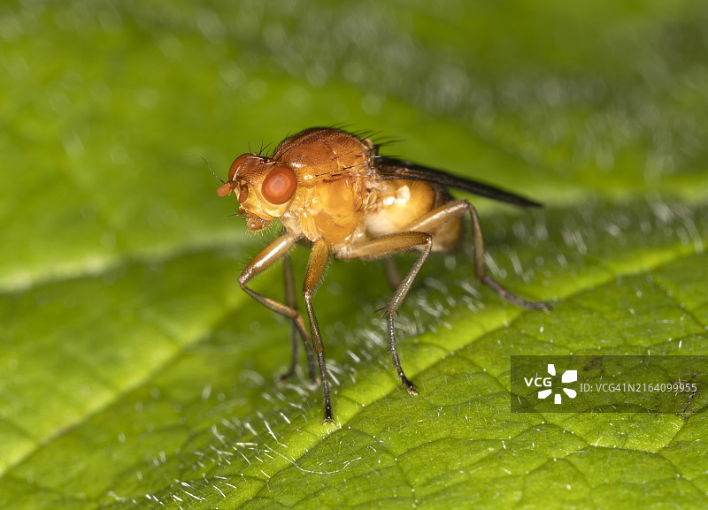 绿叶上的果蝇图片素材