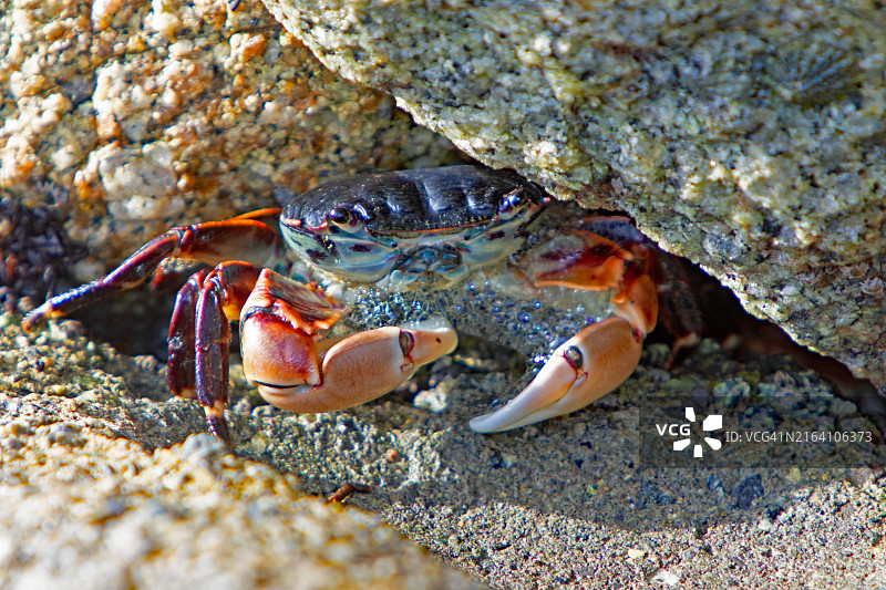 条纹岸蟹图片素材