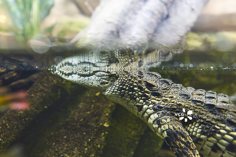 鳄鱼将头探入动物园池塘的侧面人像图片素材