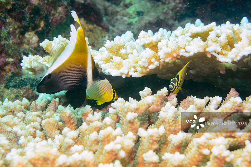可爱的角蝶鱼、华丽蝴蝶鱼、月纹蝴蝶鱼、线纹蝴蝶鱼与桌面珊瑚图片素材