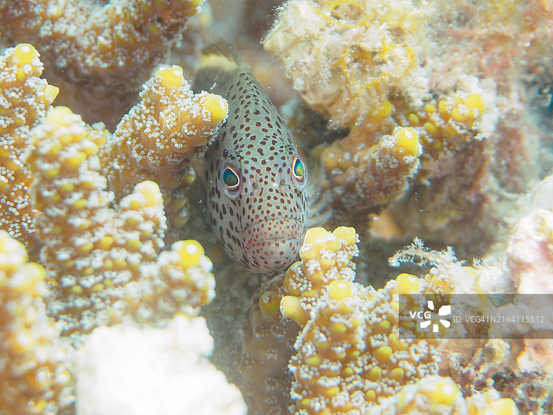 美丽的桌面珊瑚和幼鱼图片素材