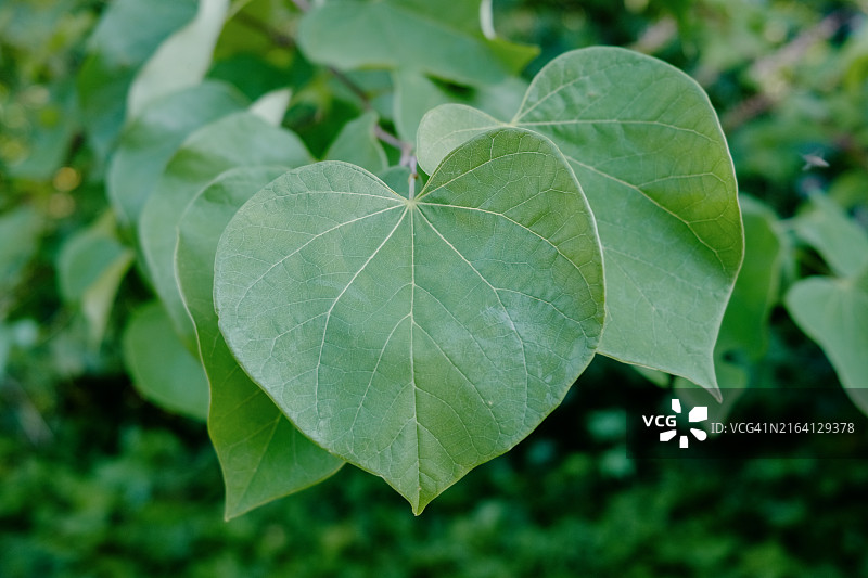 心形树叶图片素材