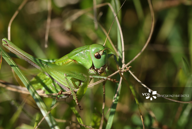 罕见的雌性疣蝗在朝南的白垩山坡的灌木丛中爬行图片素材