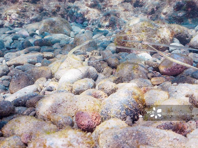 日本静冈县南伊豆中木平砂滩：美丽的幼年红烟管鱼群，2024年7月图片素材