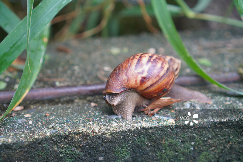 蜗牛图片素材