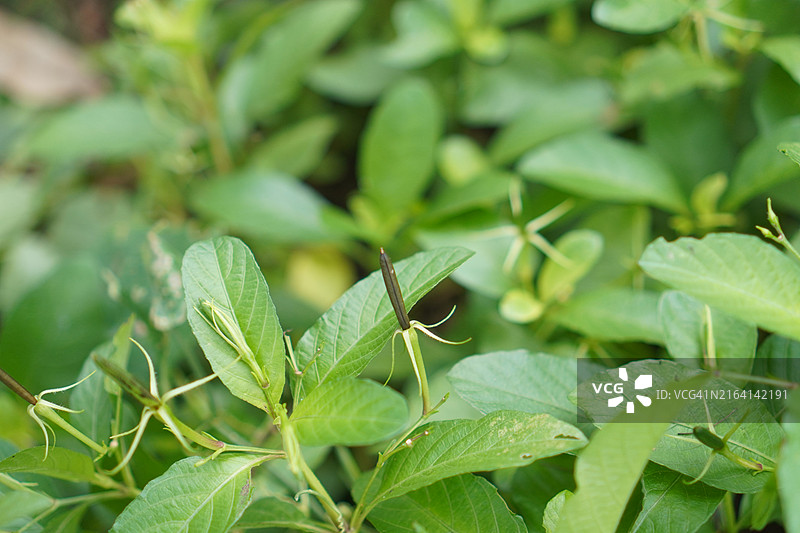 水仙花、水仙花、米尼根、铁根、小白根、爆豆荚、Cracker plant、traino、Toi ting ACANTHACEAE、Britton 's Wild、墨西哥风铃花、矮牵牛紫罗兰花，在自然背景下在花园里盛开图片素材