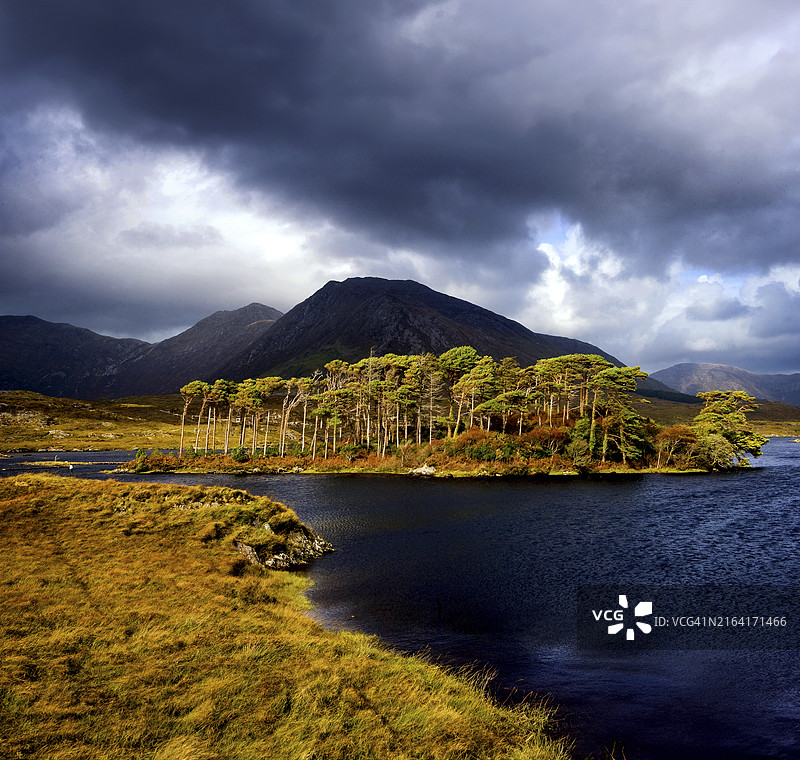 爱尔兰戈尔韦郡康尼马拉德里克莱尔湖上的松树岛图片素材