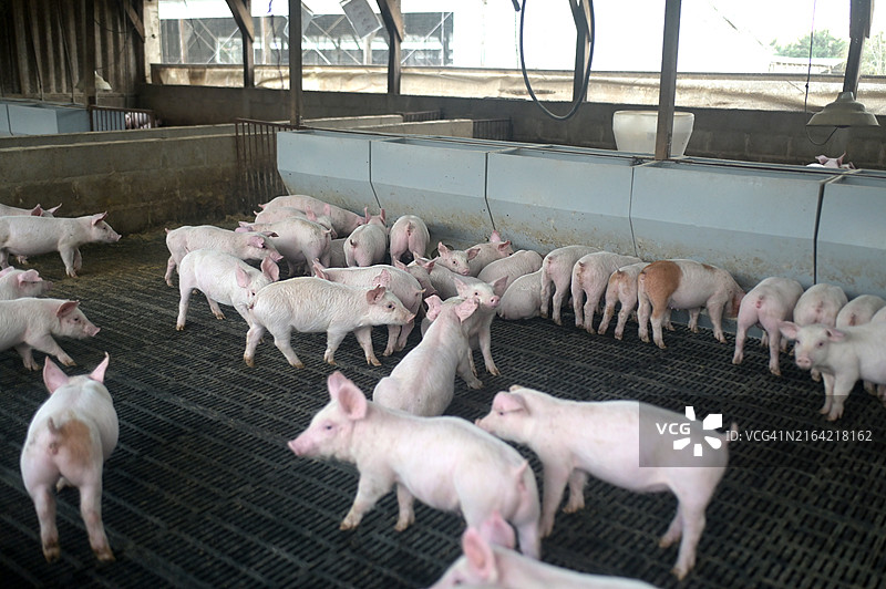 小猪在它们的圈里图片素材
