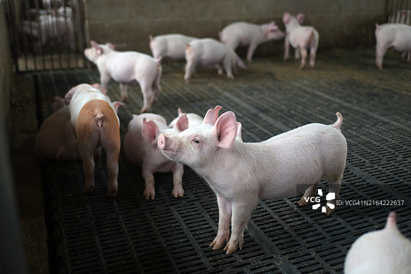 猪仔在猪圈里图片素材