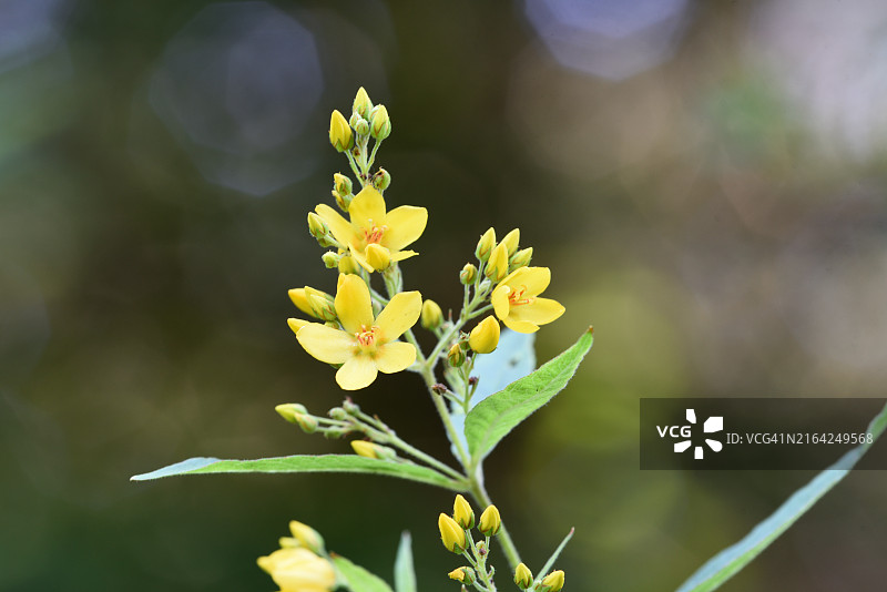 金钱草图片素材