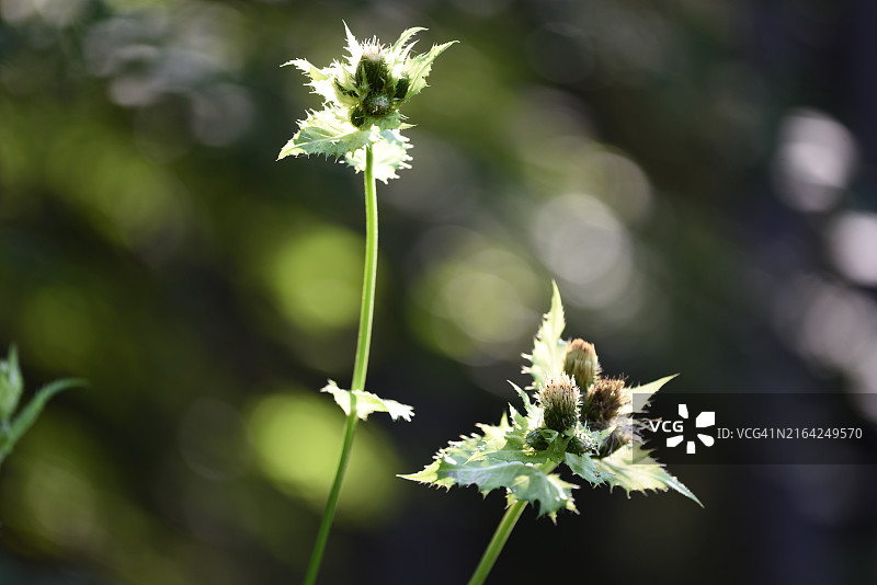 蜂斗菜图片素材