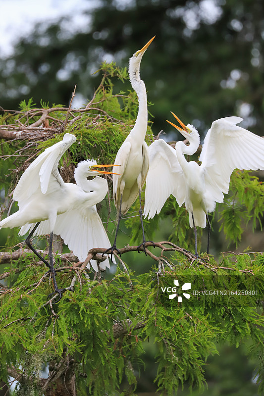 大白鹭妈妈和雏鸟图片素材