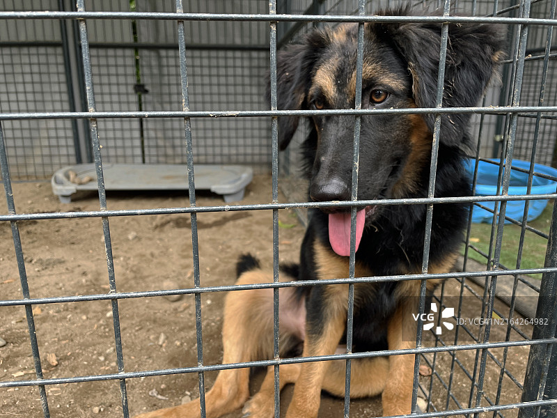 动物收容所里等待领养的狗图片素材