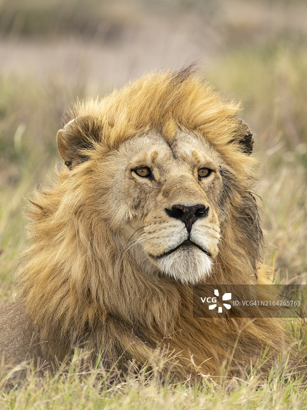 非洲狮子图片素材