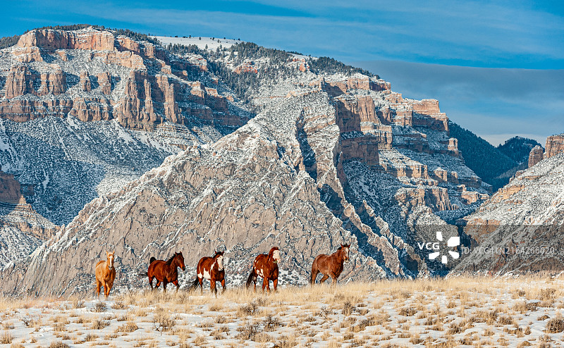 怀俄明州谢尔附近大角山脉的雪地里奔跑的马群图片素材