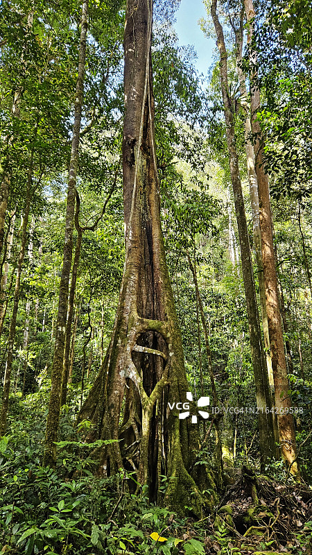 马来西亚沙捞越巴里奥普隆陶国家公园武吉巴都劳威山顶步道上的巨树图片素材