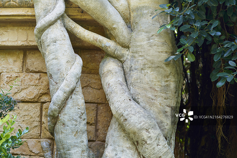 缠绕树枝和观赏石墙树木的局部景观图片素材