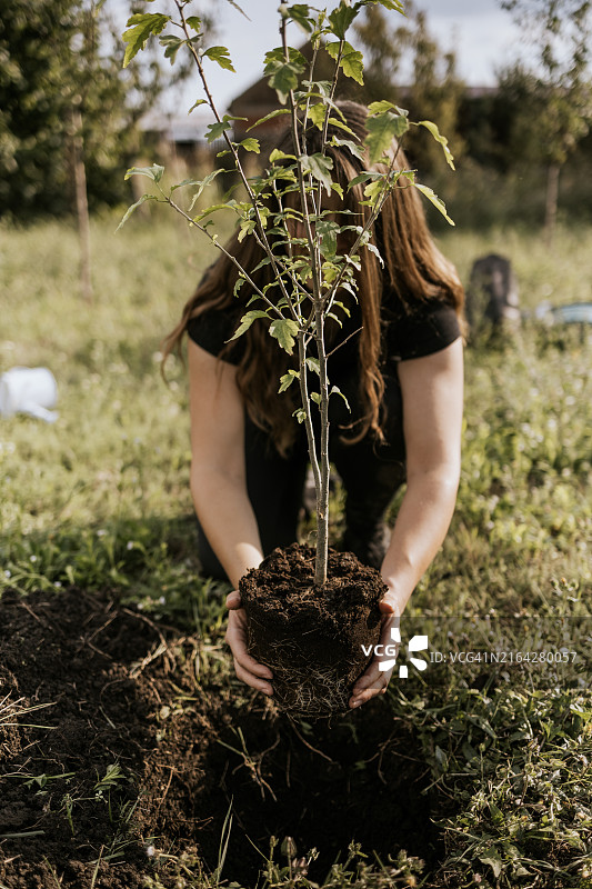 年轻女人在阳光明媚的田野里种植树苗图片素材
