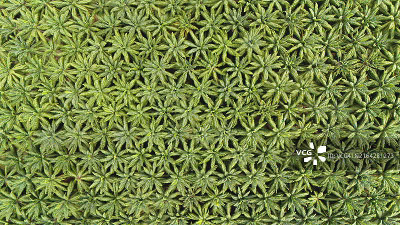 非洲油棕种植园航拍图图片素材