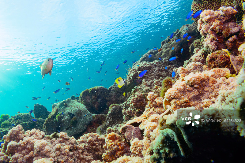 泪滴蝴蝶鱼、人字蝴蝶鱼和天蓝雀鲷鱼群的珊瑚礁图片素材