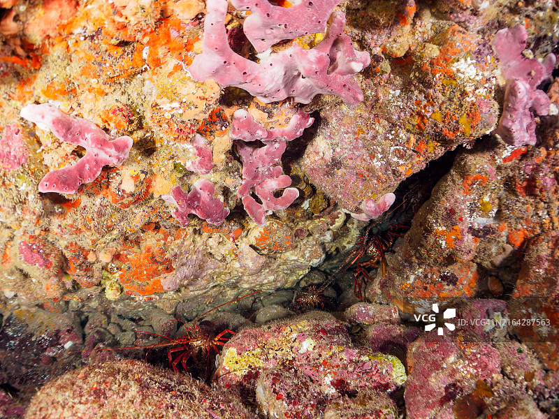 水下洞穴中美丽的日本龙虾图片素材