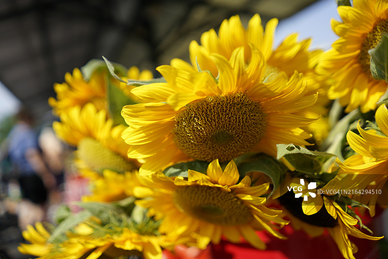 农贸市场出售的向日葵图片素材