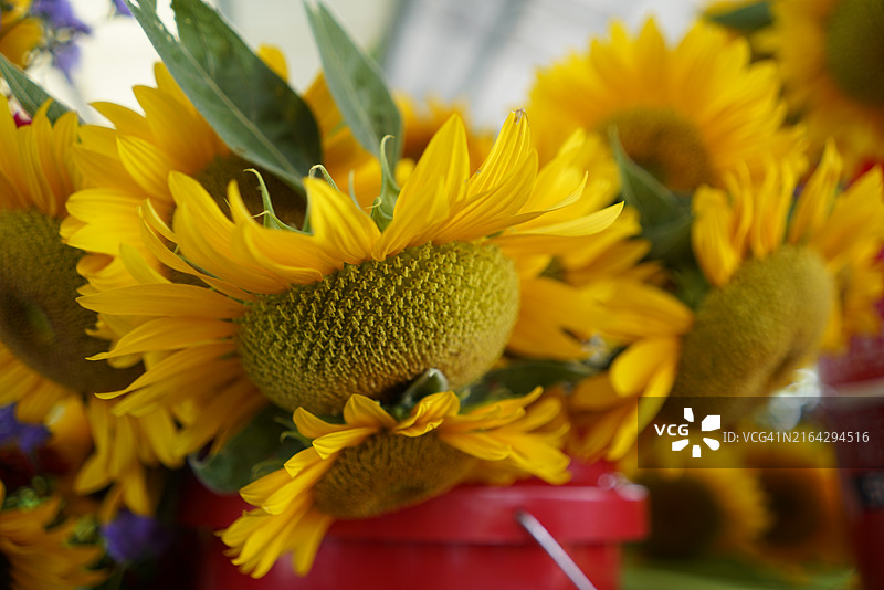 农贸市场出售的向日葵图片素材