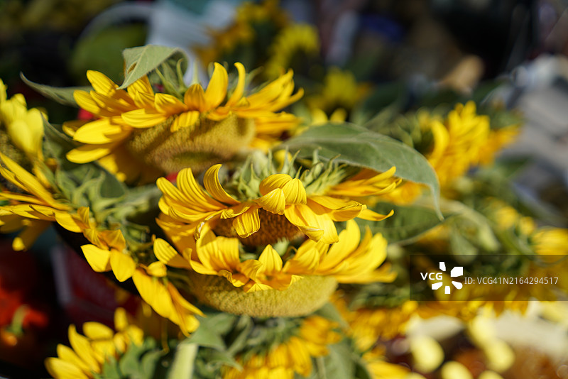 农贸市场出售的向日葵图片素材