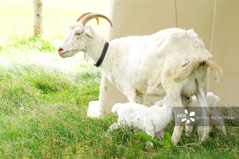 山羊在田野里给两只幼崽喂奶图片素材
