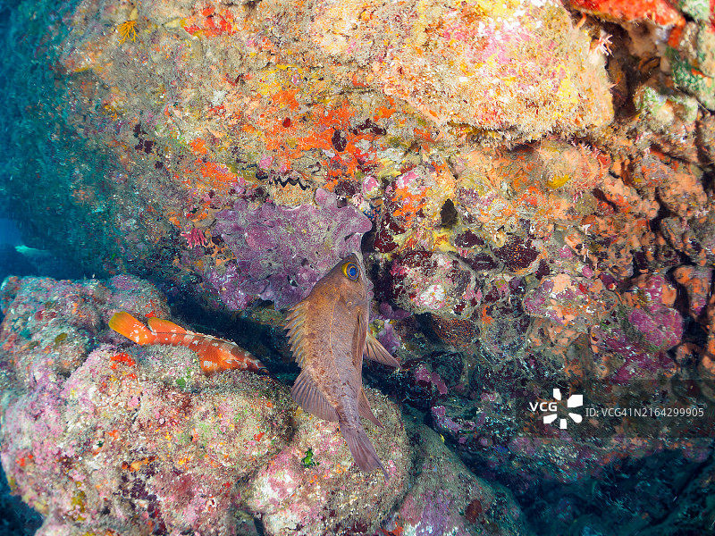 水下洞穴中美丽的大型黑鳍石斑鱼,日本笠子鱼。日本静冈县伊豆半岛南伊豆中木平ri滨海滩,2024年7月图片素材