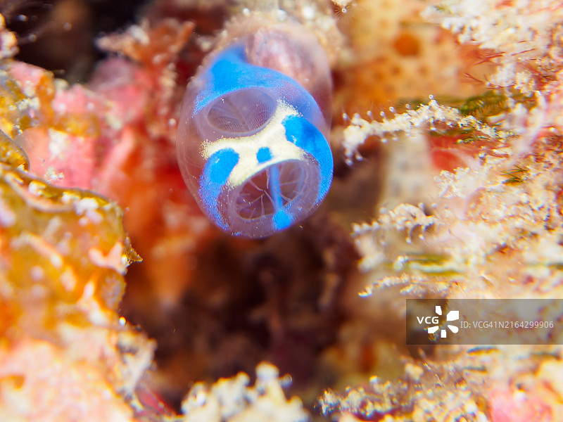 可爱的熊猫海鞘图片素材