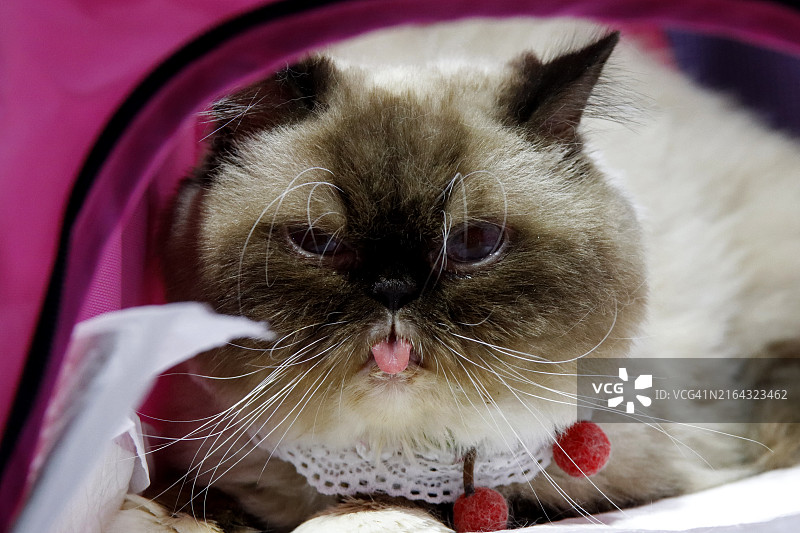 坐在宠物推车里吐舌头的波斯猫图片素材