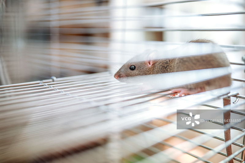 宠物鼠笼图片素材