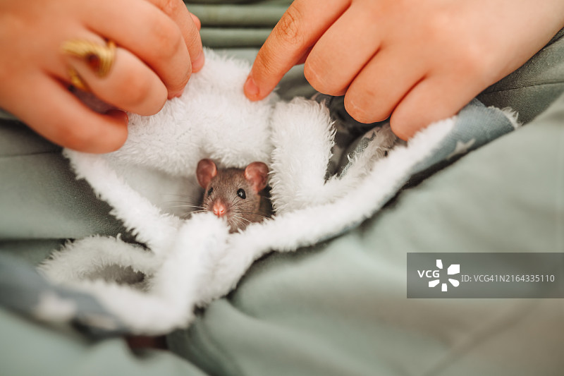 宠物护理信任：孩子的手拥抱并温暖宠物鼠图片素材