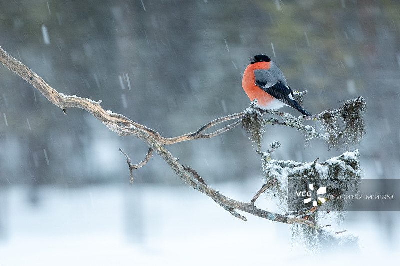 红腹灰雀图片素材